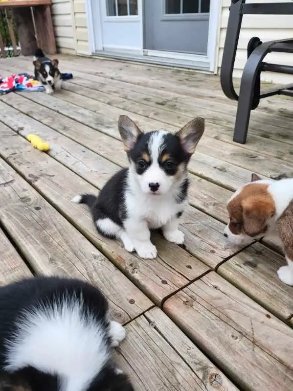 Chiots Corgi in Dogs & Puppies for Rehoming in West Island - Image 6