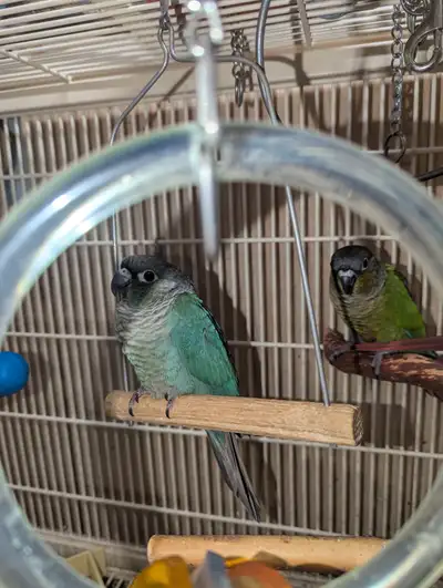 Baby Green Cheek Conure!, View more