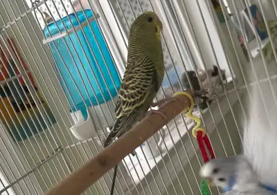 Baby Budgie 4 months old (male), View more