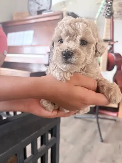 Pending - Miniature Poodle Pups, View more