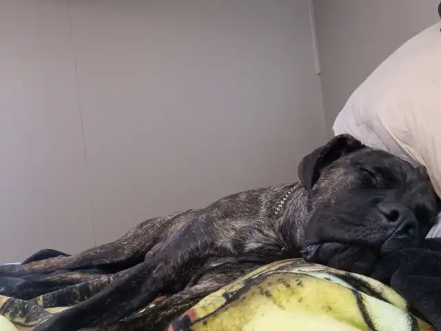 Cane corso male in Dogs & Puppies for Rehoming in Trois-Rivières - Image 3