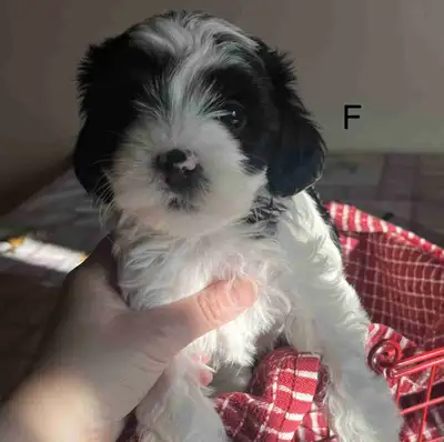 YORKIEPOO, View more