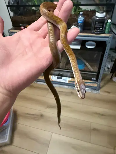 african house snake breeding trio, View more