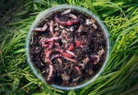 Composting worms. Red wigglers. 