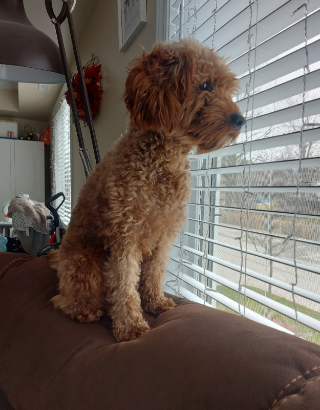 Cockapoo Named Rusty 1.5 Years in Dogs & Puppies for Rehoming in Woodstock