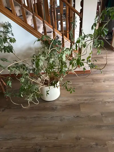 indoor houseplant, View more