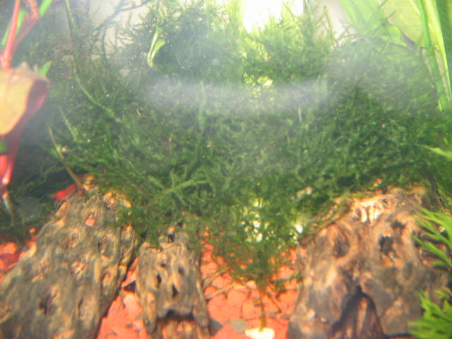 java moss and plants cheap! no TINY baggies!! in Fish for Rehoming in Kingston - Image 3