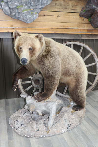 Variety of taxidermy mounts available This includes rugs, head/shoulder mounts, lifesize mounts, tan...