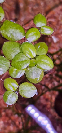 Aquarium Plant: Amazon Frogbit (5, 10, or 20 plants)