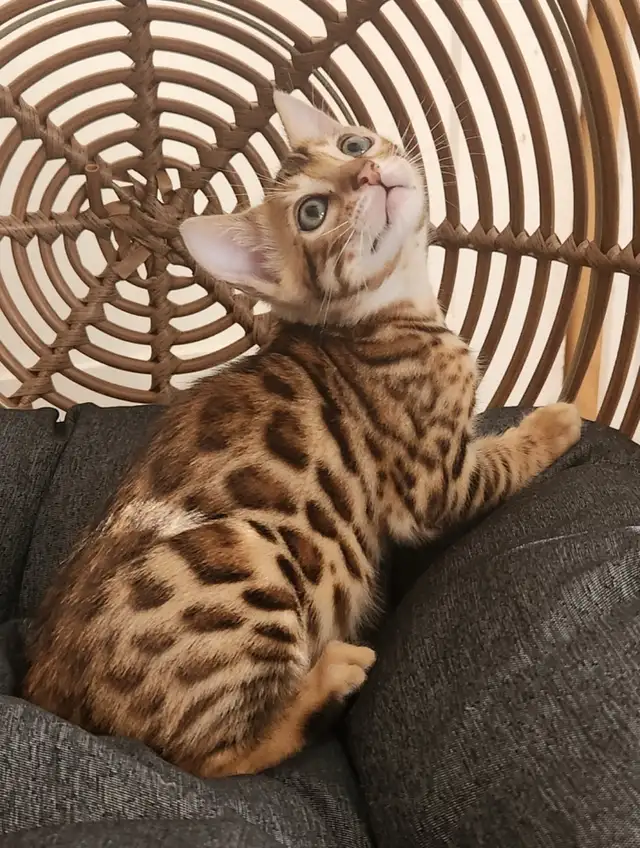 Luxury Bengal Kittens – Trained, Vet-Checked, Ready Now! in Cats & Kittens for Rehoming in Vancouver - Image 3