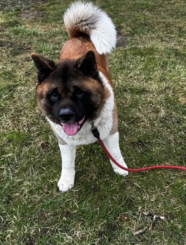 Bruno & Brownie in Dogs & Puppies for Rehoming in St. Catharines - Image 6