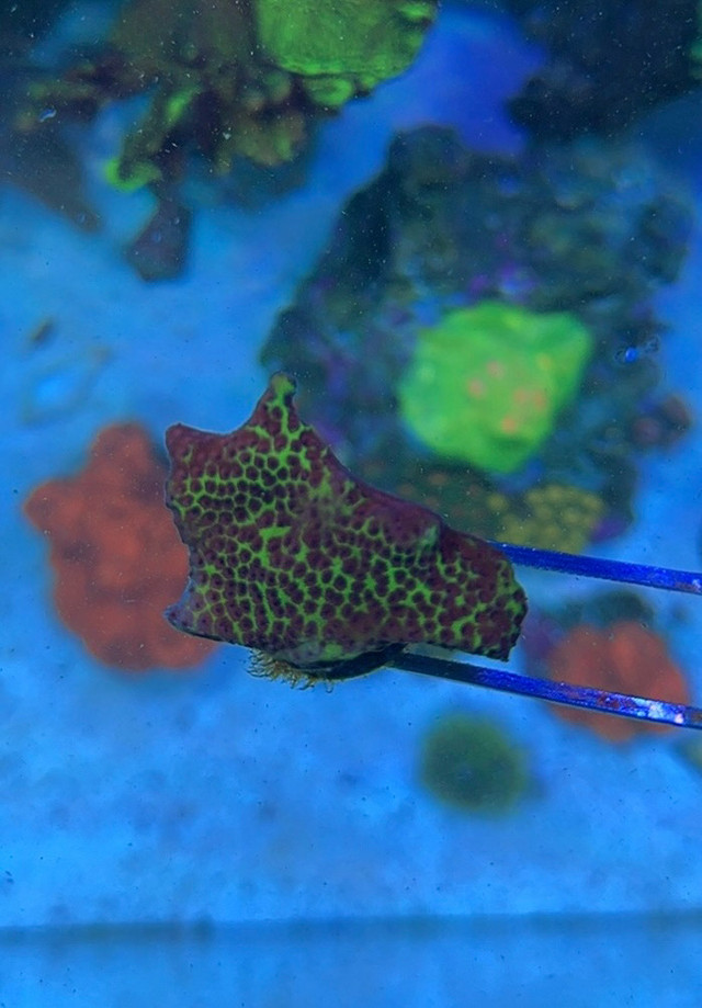 Coral Frags in Other in Calgary - Image 2