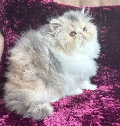 spayed cfa reg persian kitten, View more