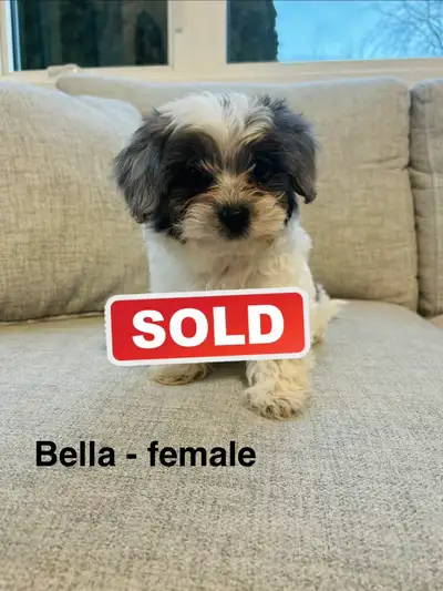Shihpoo puppies ❤️ ALL PUPS SOLD, View more