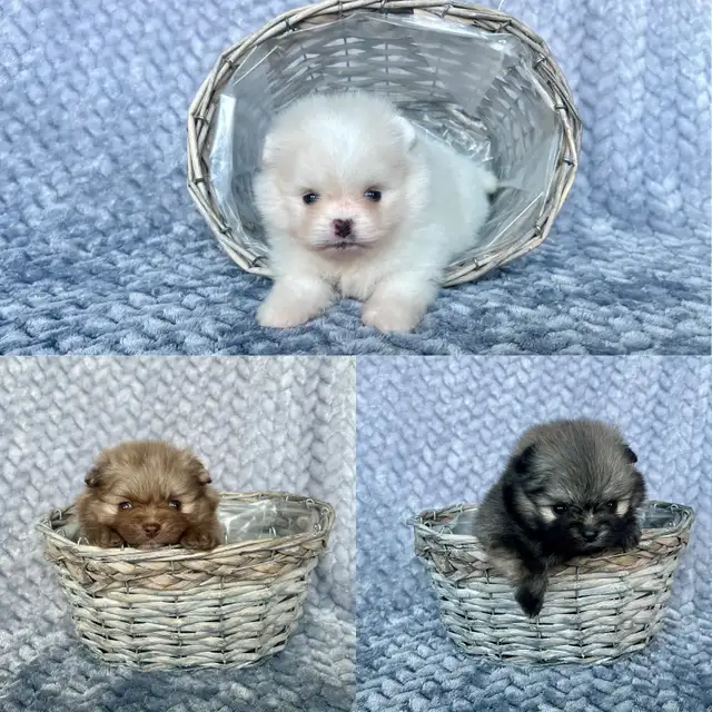 CKC Registered Pomeranians in Dogs & Puppies for Rehoming in Edmonton - Image 11