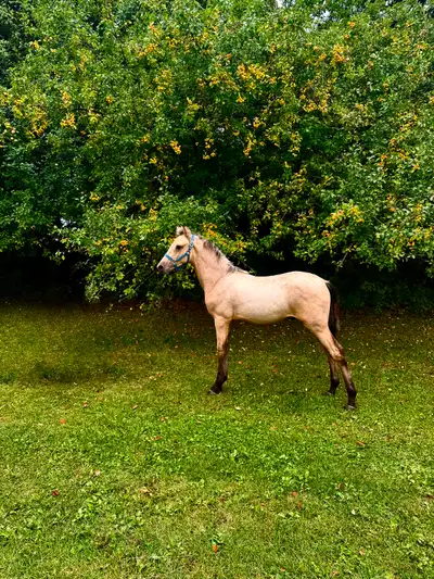 Handsome Buckskin Morgan!, View more