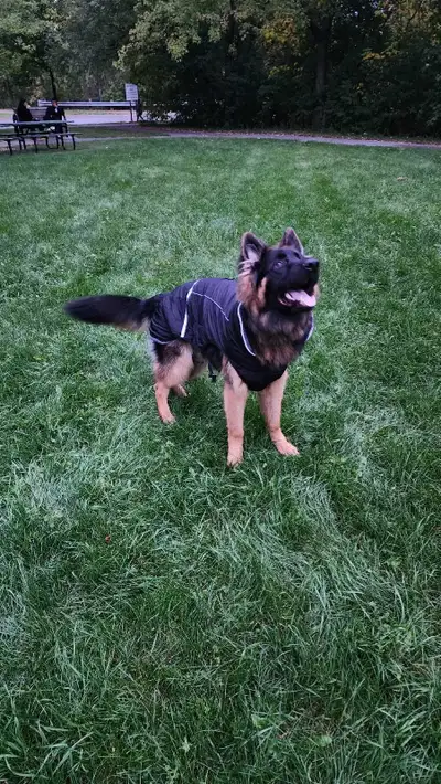 8 months King Shepherd, View more