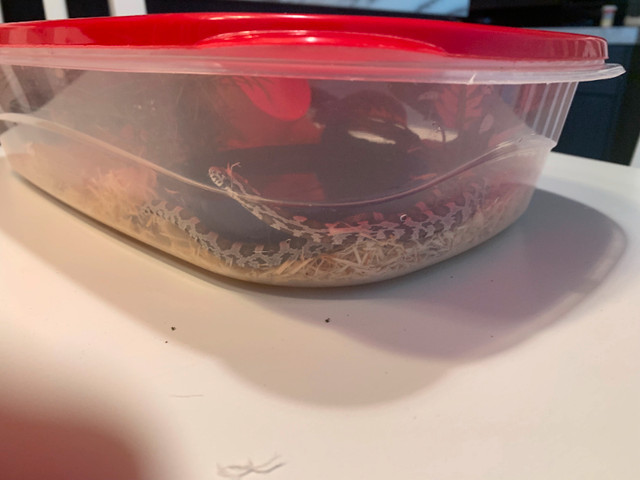 Corn Snake for Sale in Reptiles & Amphibians for Rehoming in Calgary - Image 2