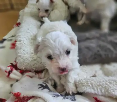 Morkie Babies, View more