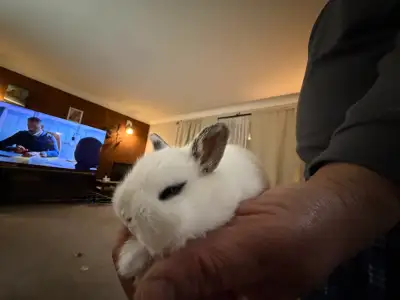 These adorable dwarf bunnies are ready to hop into their new homes! They are playful, healthy, and h...