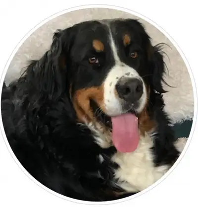 Beautiful Full Blood Bernese Mountain Pups, View more