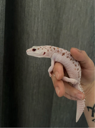 Male W/Y Super Snow Radar Leopard Gecko for sale, View more