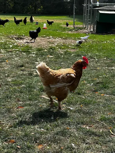 Hens for sale (Chickens), View more