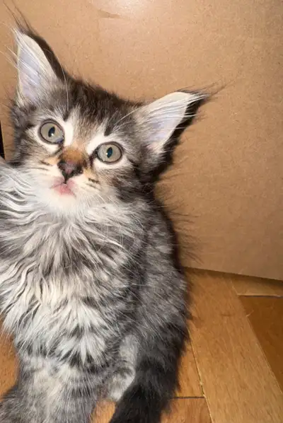  kittens longhair , View more