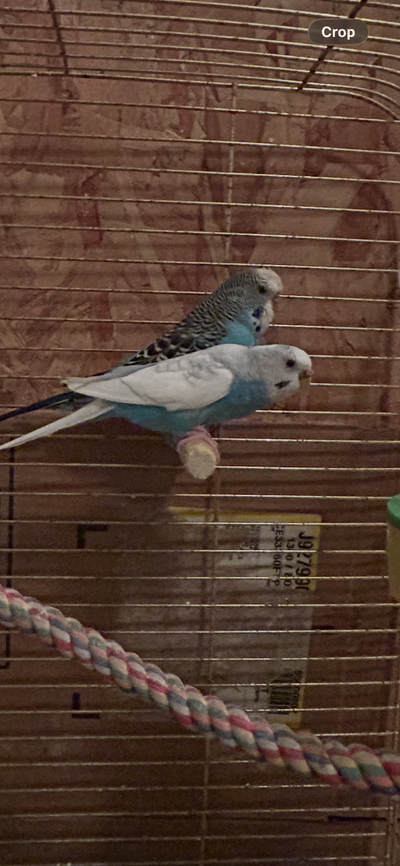 Budgies for sale, View more