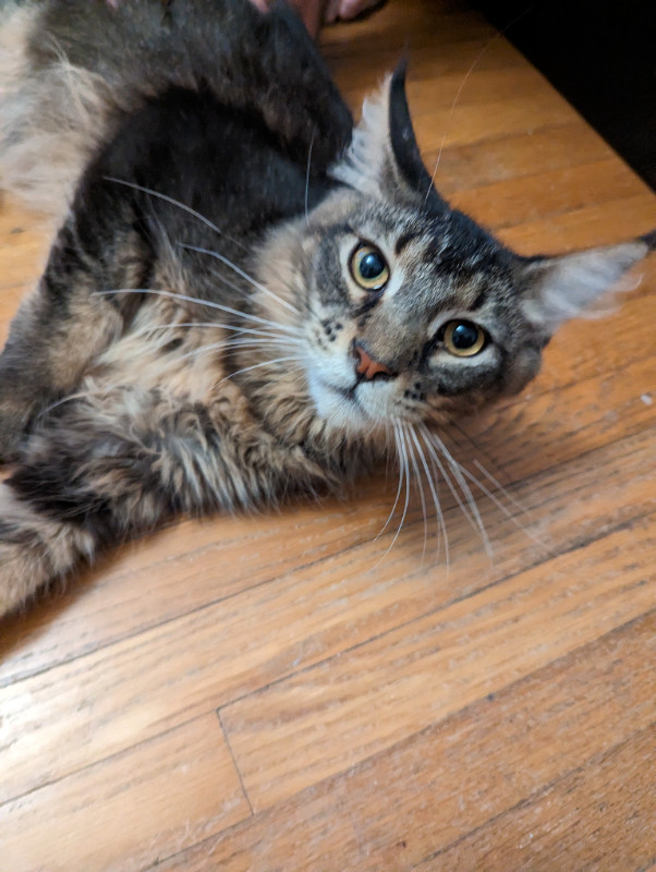 Rare Black Tick Tabby Intact Male European Maine Coon Kitten Cats