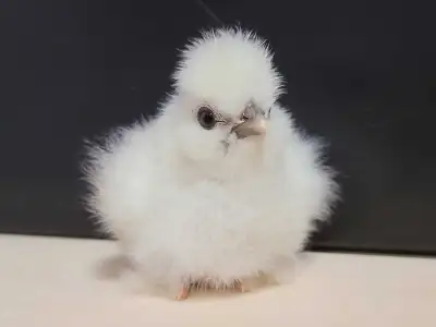 Silkies (Bearded variety), View more