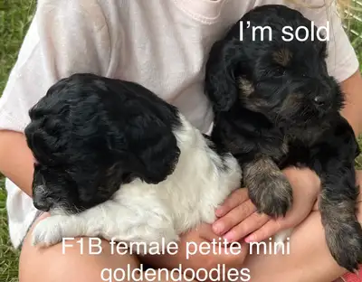 ❤️Goldendoodle mini and small/medium and aussiedoodles ❤️, View more