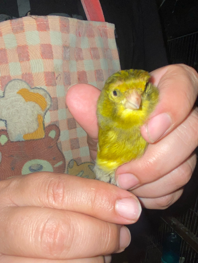 timbrado chanteur  dans Oiseaux à adopter  à Laval/Rive Nord