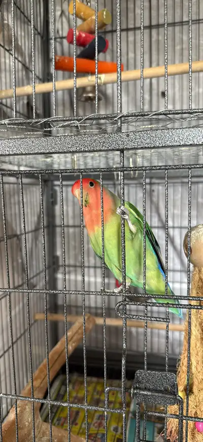 We are sadly needing to rehome our two lovebirds, Mango and Kiwi. Mango is the bird on top, and Kiwi...