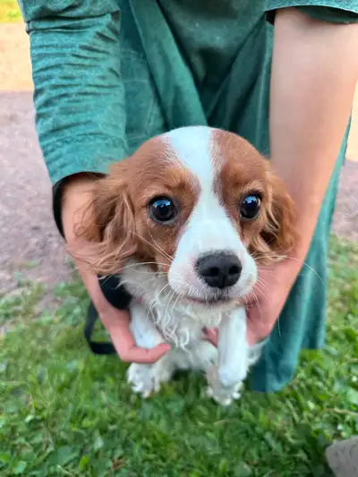 Introducing Tulip the Cavalier. She's ready to find her forever home. Not fully house trained. but w...