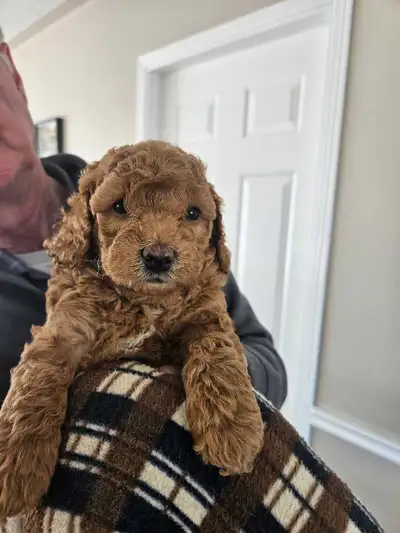 Toy miniature poodles, View more