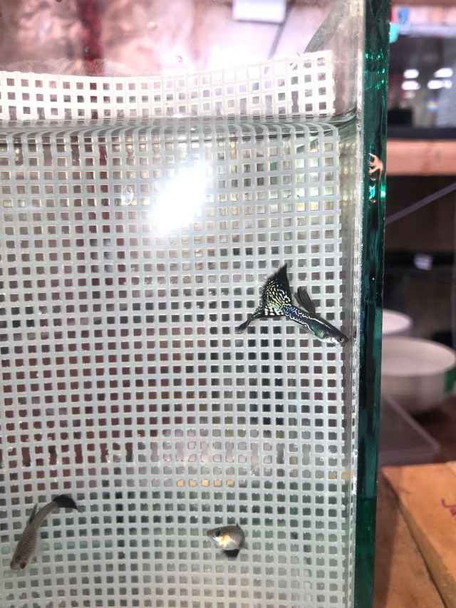 Two Trios of Black and White Guppies for Sale in Fish for Rehoming in Oshawa / Durham Region - Image 4