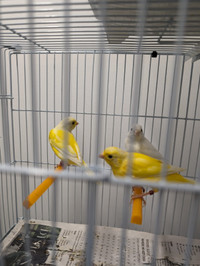 Canary  birds