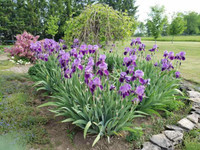 Iris Bulbs/Rhubarb Plants