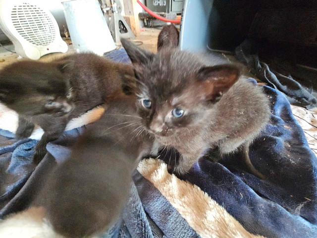 Kitten for Sale in Cats & Kittens for Rehoming in Ottawa