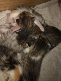  One week old  kittens