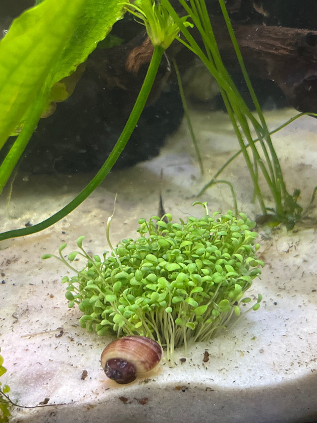 Aquarium carpet plant!  in Fish for Rehoming in La Ronge - Image 2