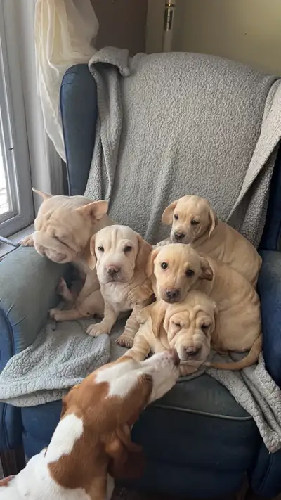 Small mixed Puppies looking for there forever Homes! 2 left male, View more