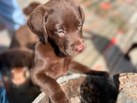One Chocolate Labrador Puppie