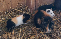 Baby Guinea Pigs