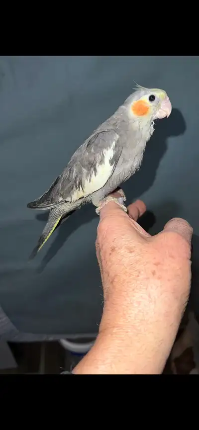 Baby Grey Cockatiel , View more