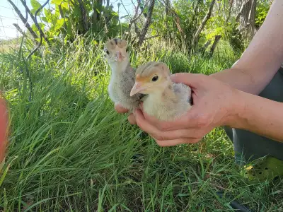 Turkey poults, View more