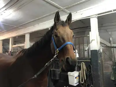 Barn help needed, View more