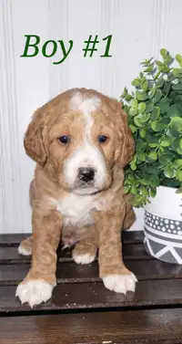 Beautiful medium F1B Labradoodles 