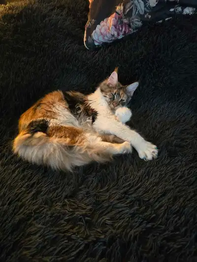 Chatons Mainecoon, View more